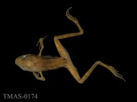 藏品(長腳赤蛙)的圖片